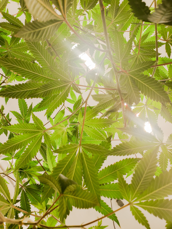 The CBD Decoder